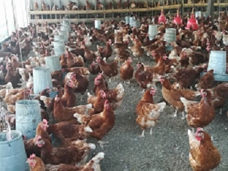 SIVEC aviculture Anicet Kouman Poulailler site